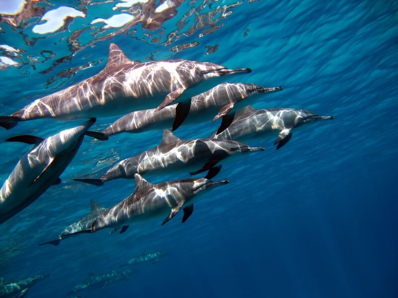 Pod of Dolphines underwater