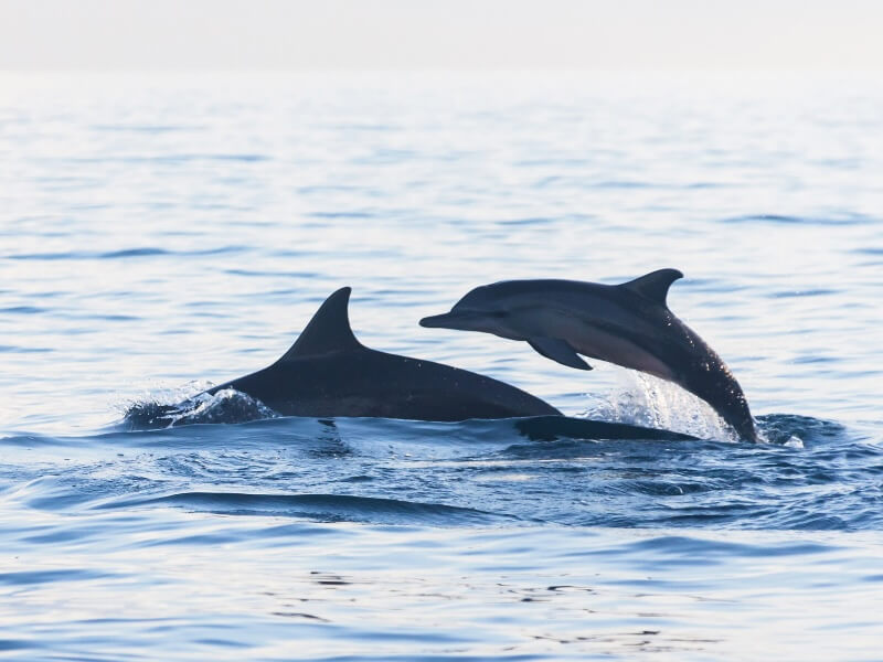 Dolphins on the surface of the sea